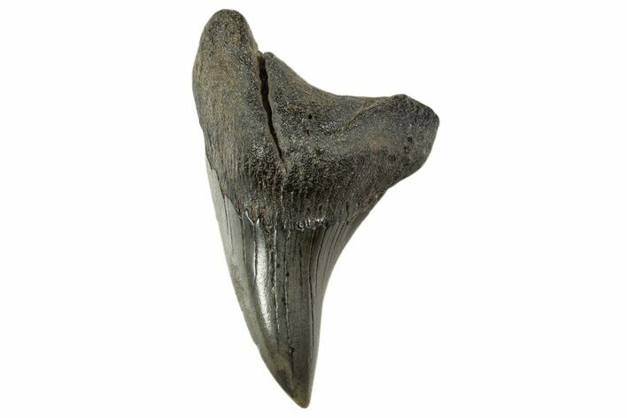 Rare, Fossil Shark (Parotodus) Tooth - South Carolina #340305